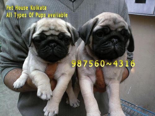 Vodafone PUG Dogs Ready For New Home From DIMAPUR