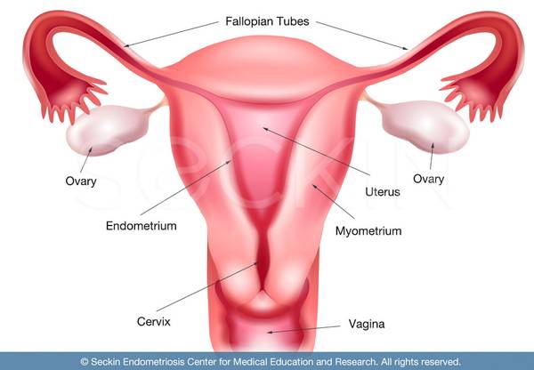 Best Hysterectomy Specialist Clinic In Vashi-Dr Uday