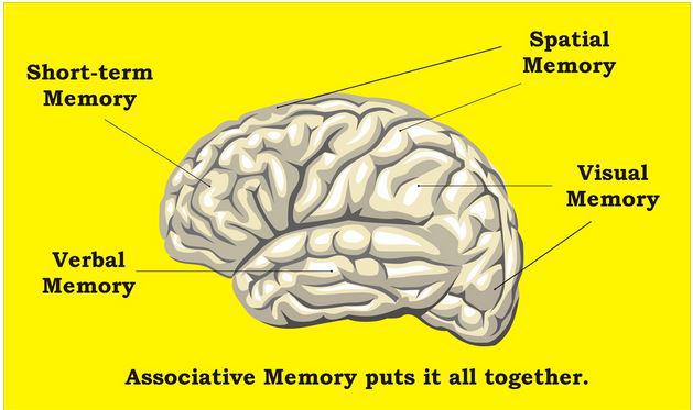 The Most Overlooked Solution For brain memory