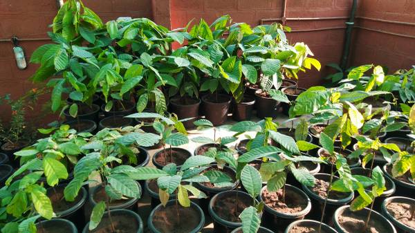 Cocoa saplings for sale