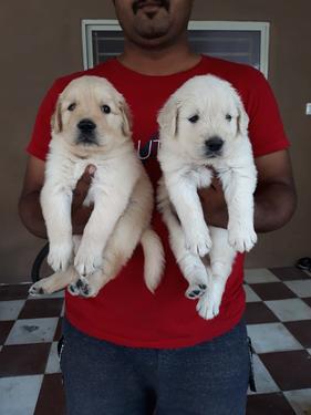 Outstanding quality golden retrieve puppies available