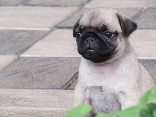 MALE AND FEMALE PUG PUPPIES