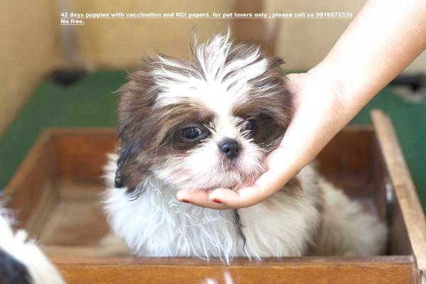 Adorable Shih tzu Pictures