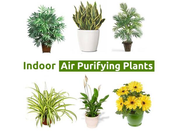 Air Purifying Plants for Your Home and Office