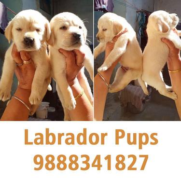 Labrador Male pups in Jalandhar 9888341827