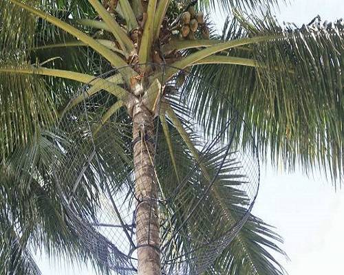 Coconut Safety Net | Coconut Safety Net in Pune | Strong