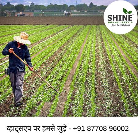 Get online tomato seeds at Shine Brand Seeds
