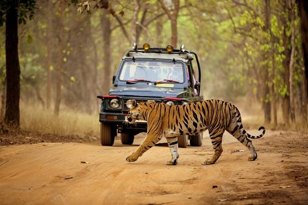 Popular Tiger Safari Destinations in India