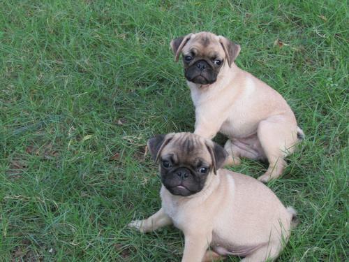 smart and cute pug puppies