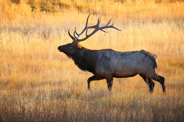 Colorado Photo Tours | Wildlife and Mountains Photography