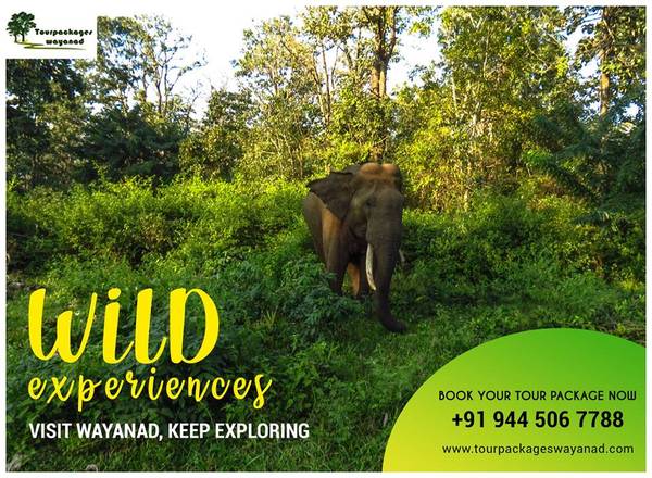 About Best Wayanad tour operators and Wayanad tour packages