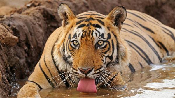Popular Tiger Safari Destinations in India