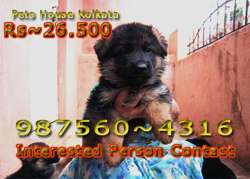 Imported Quality GERMAN SHEPHERD Dogs pets Sale At IMPHAL