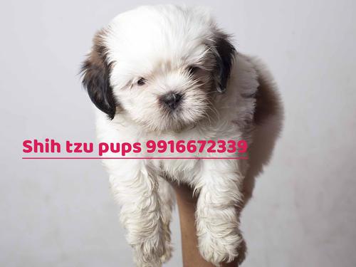 Shih Tzu is a toy breed 45 with vaccination Micro chip r