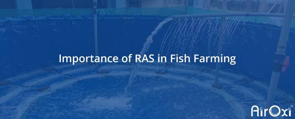 Importance of RAS in Fish Farming - AirOxi Tube Aeration
