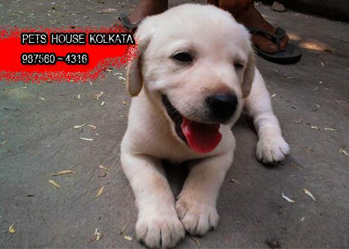 Imported Quality LABRADOR Dogs Pets Sale PETS HOUSE KOLKATA