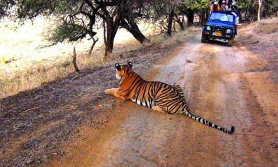 Tiger safari India package