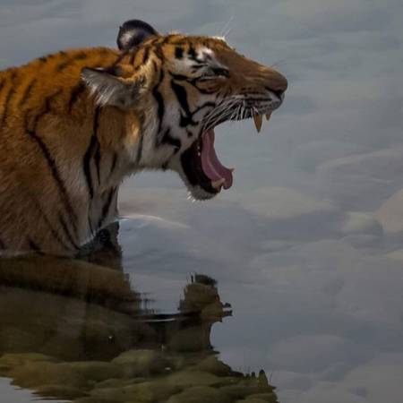 Wildlife Tiger Park Safari India
