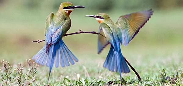 India Birding Tours