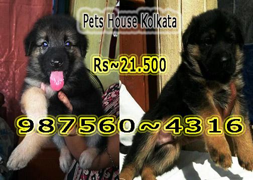 German shepherd Doable Coated Dog Puppies Sale At PETS HOUSE
