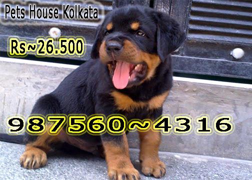 Imported Quality ROT WAILER Dogs puppies Sale At SHILLONG