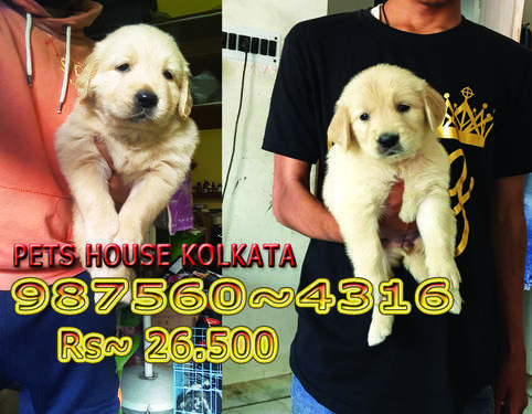 Original Breed Of Top GOLDEN RETRIEVER Dogs Sale At DIMAPUR