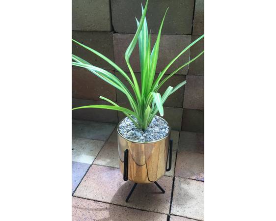 Buy and Gift Office Table Top Plants Online in Delhi NCR