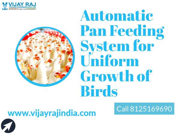Automatic Pan Feeding System for Uniform Growth of Birds