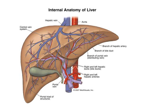 Liver transplant in India
