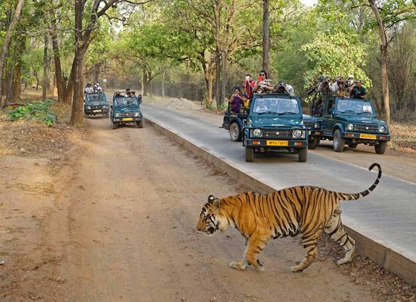Book Wildlife Tours Packages in India
