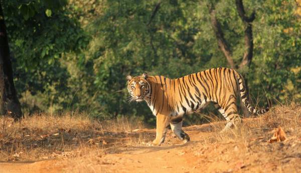 Enjoy the Wildlife in Satpura Tiger Reserve by Forsyth Lodge