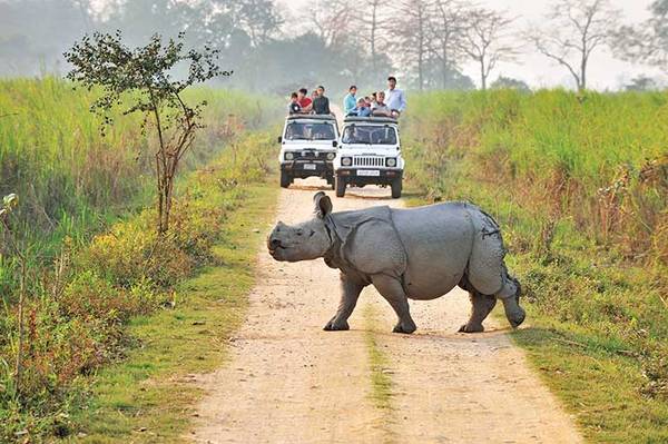 Kaziranga National Park Safari Tour Package