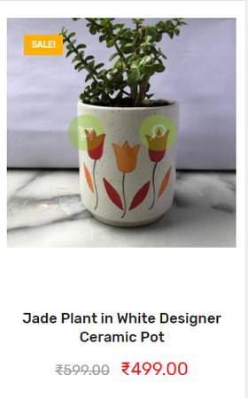 Jade plant online