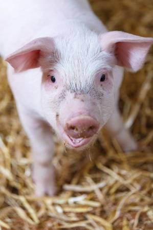 Enzymes in Pig Feed - Effects of Feed Enzymes in Pig Diets