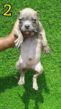 American PitBull Puppies For sell Trust Kennel