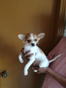 Chihuahua Puppies Ready Now Trust Kennel