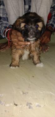 Lhasa apso Puppies Ready Now For Sale Trust Kennel