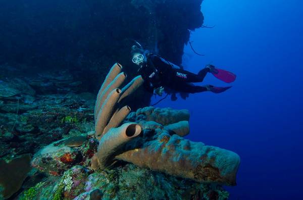 Memorable Scuba Diving Vacations for Everyone in the
