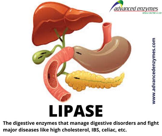 Lipase Enzymes – An Important role in Digestion