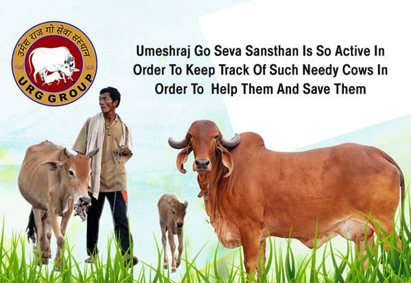 Umeshraj Group Of Company|go seva sansthan