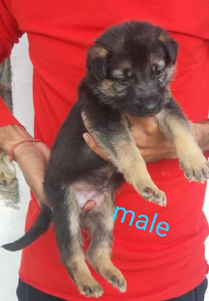 German Shepherd Puppies Available Here Trust Kennel