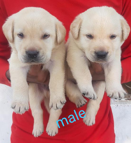 Labra Puppies Available Here Trust Kennel