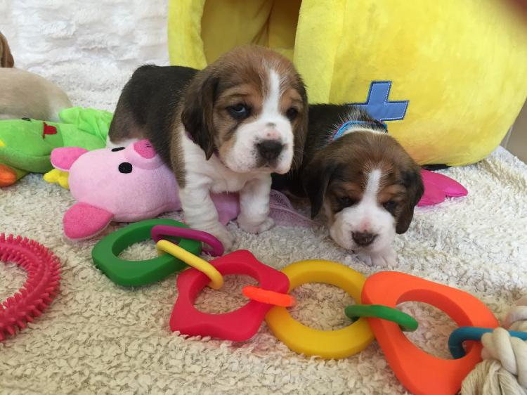 Beagle Puppies For Sale Trust Kennel Delhi