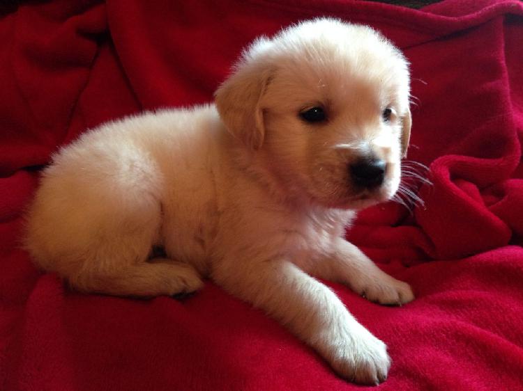 Trust Kennel Golden Retriever Pups For Sale