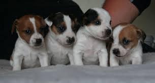 Trust Kennel Jack russell pups for sale