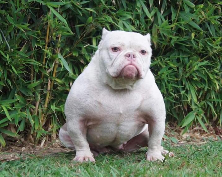 Trust Kennel Online Pets Shop Am Bully Puppies For Sale