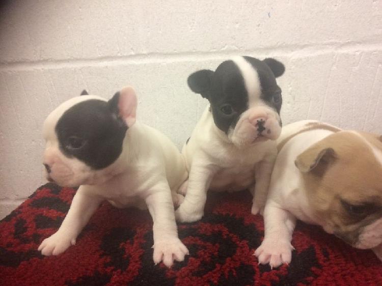 Trust Kennel Online Pets Shop French BullDog Puppies For Sal