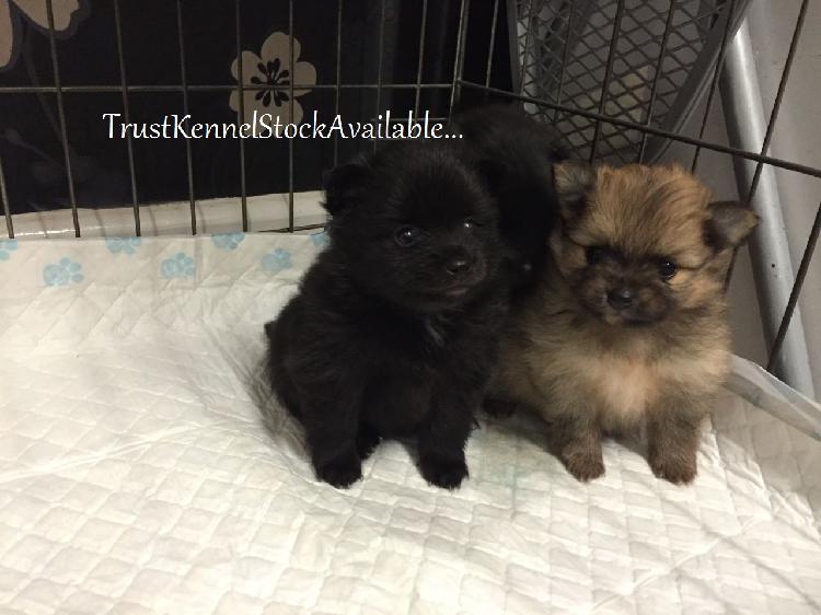 Trust Kennel Online Pets Shop Pom Pups For Sale