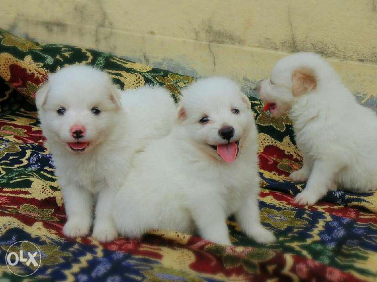 Trust Kennel Spitz Puppies Available In DELHI