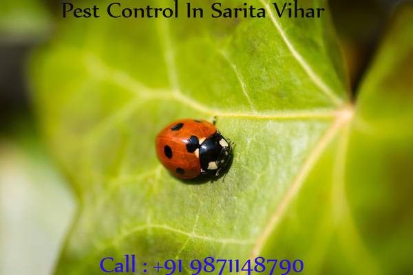 pest control Services in Sarita vihar